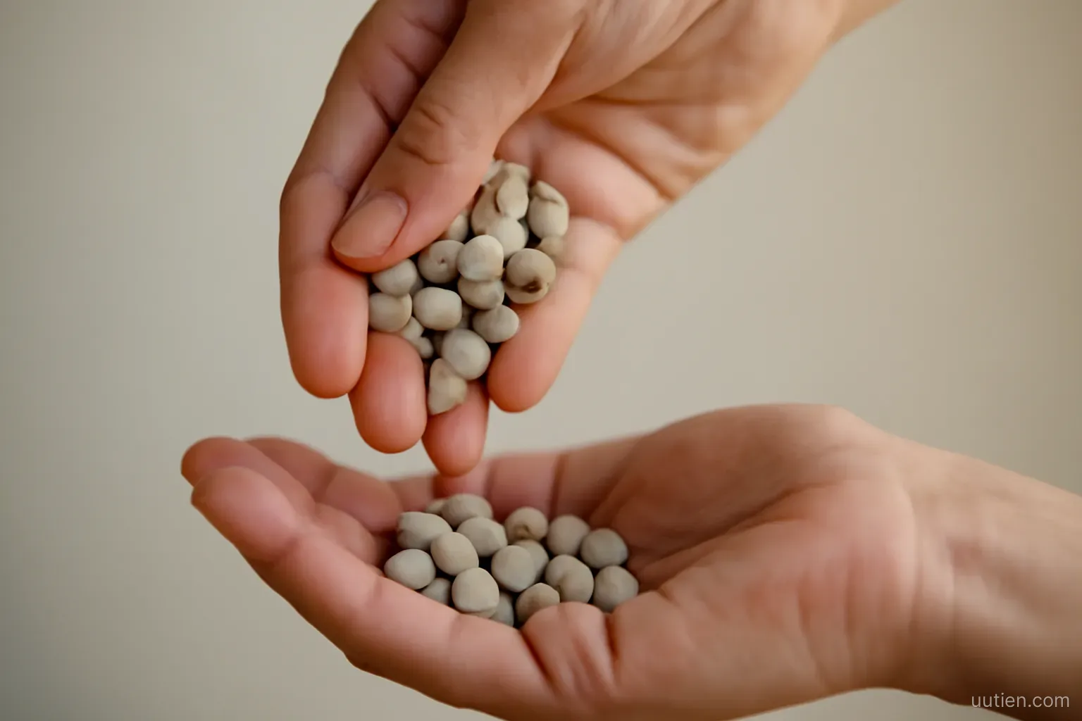 a handful of small identical pebbles being poured from one palm to another, close crop, plain background